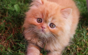 Ruyada Kedi Gormek