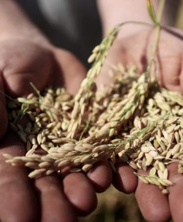 Tohum Ve Fide Uretiminde Yeni Adimlar Atiliyor