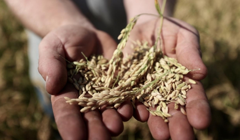 Tohum Ve Fide Uretiminde Yeni Adimlar Atiliyor