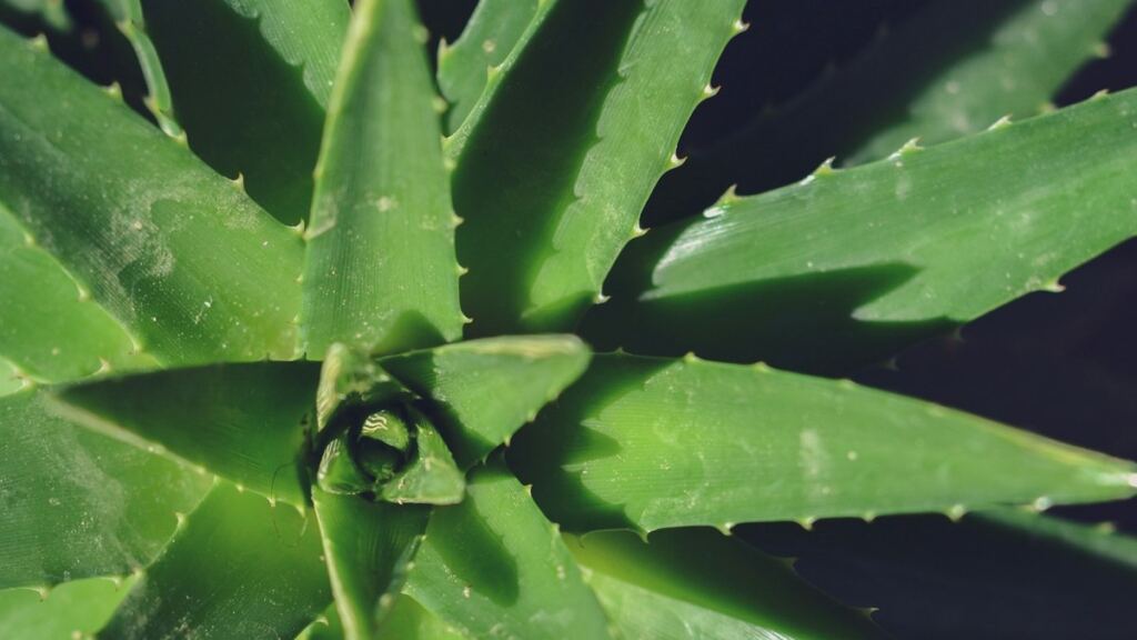 Saksıda yetişen yeşil aloe vera bitkisi