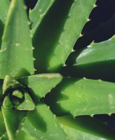 Saksıda yetişen yeşil aloe vera bitkisi