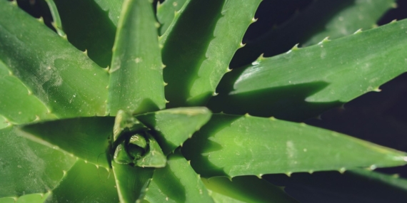 Saksıda yetişen yeşil aloe vera bitkisi