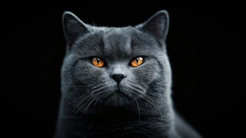 Gri tüylü British Shorthair kedi
