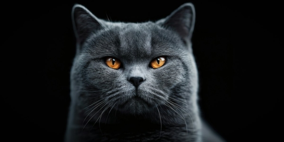 Gri tüylü British Shorthair kedi