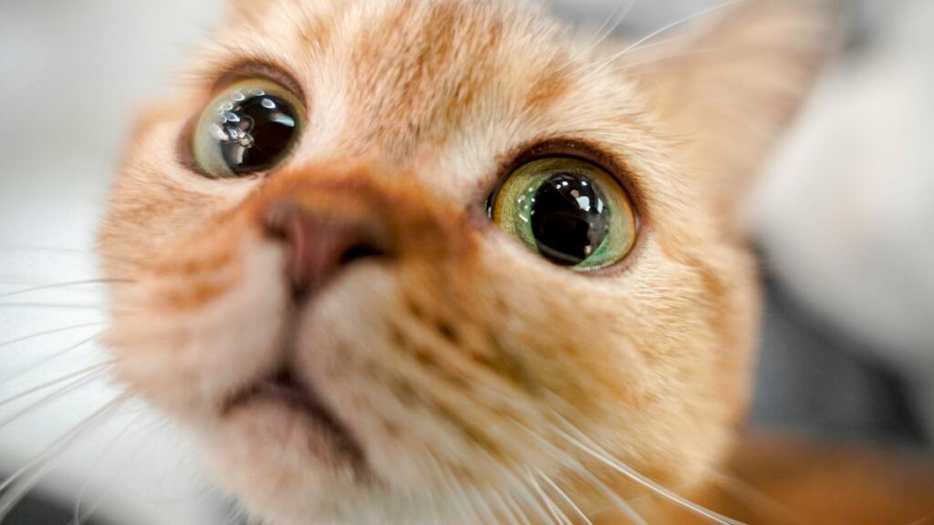 Ağzını açmış miyavlayan bir kedi