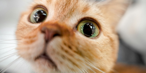 Ağzını açmış miyavlayan bir kedi