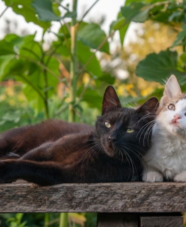 Yavrularıyla birlikte yatan anne kedi