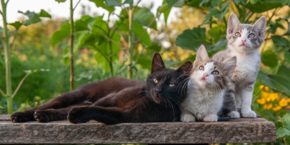 Yavrularıyla birlikte yatan anne kedi