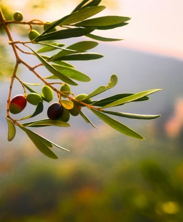 Cam şişede zeytinyağı ve zeytin dalları