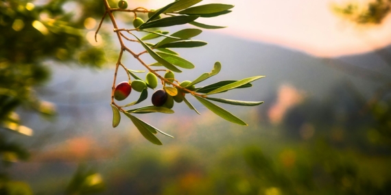 Cam şişede zeytinyağı ve zeytin dalları