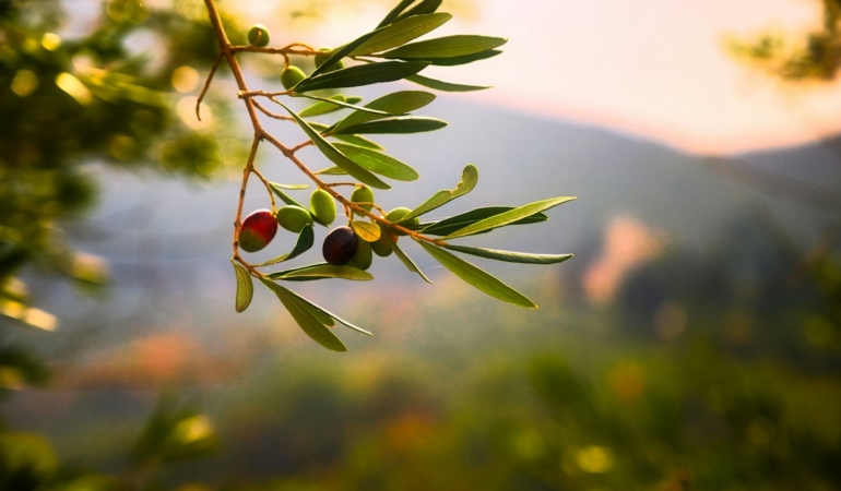 Cam şişede zeytinyağı ve zeytin dalları